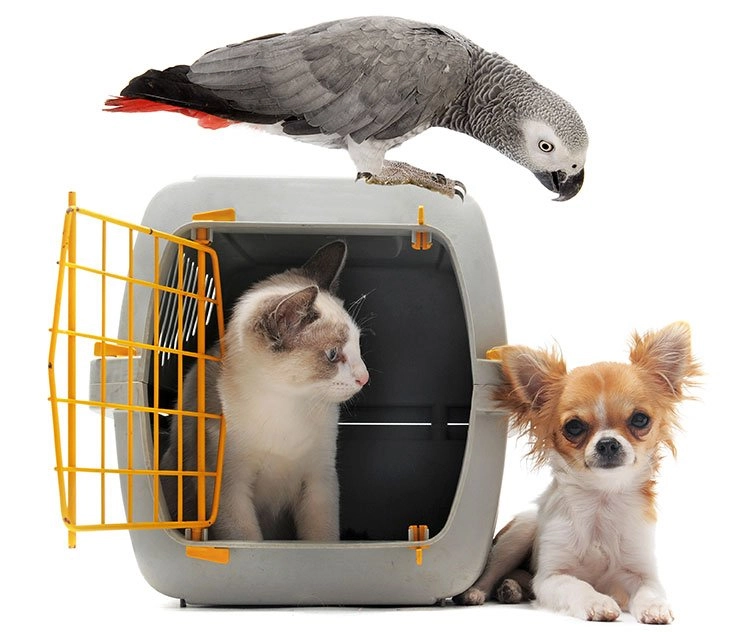 A cat sitting inside an open pet travel crate, a grey parrot perched on top of it and a small long-haired dog sitting alongside